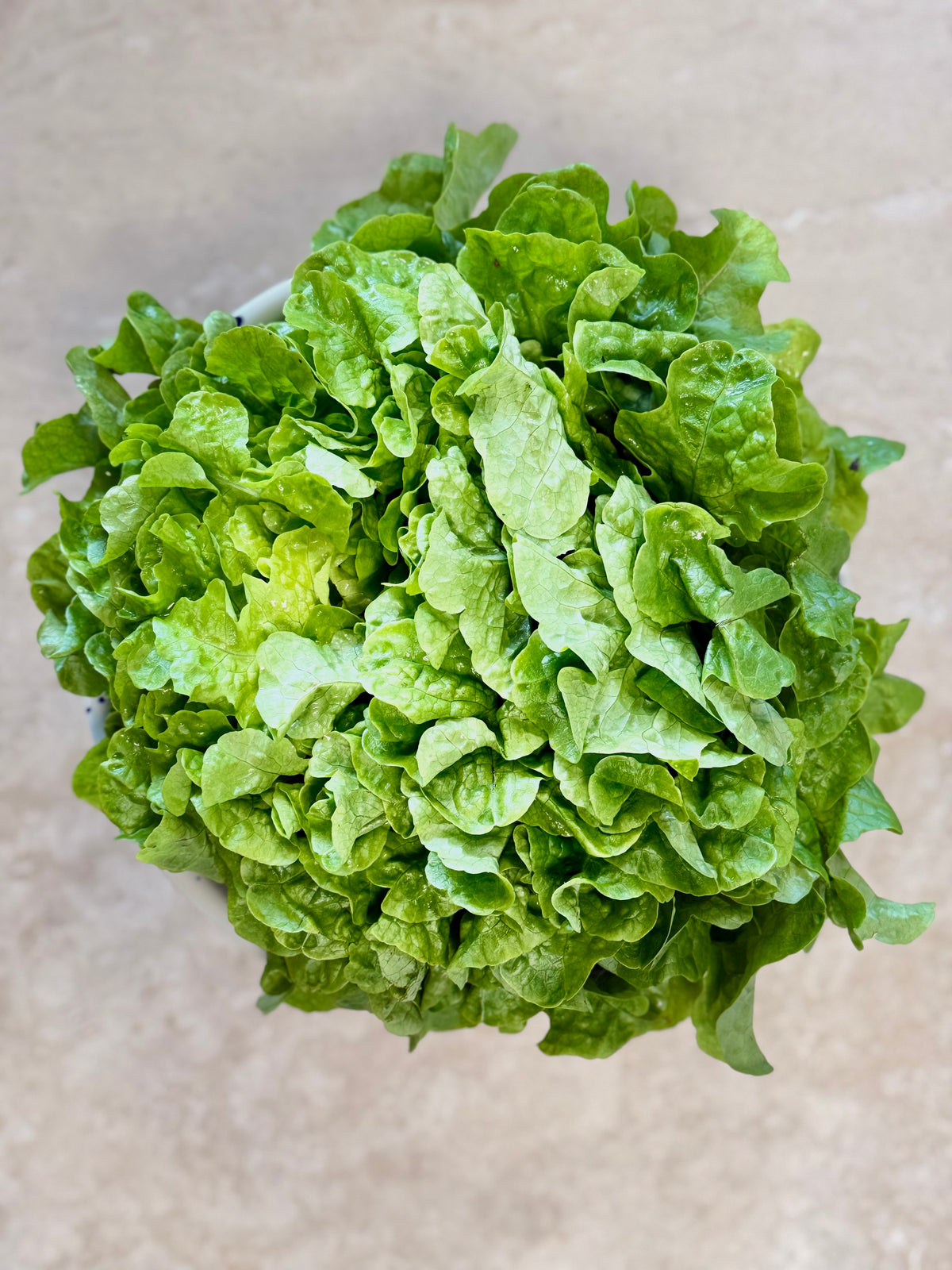 Salade Feuille de Chêne verte