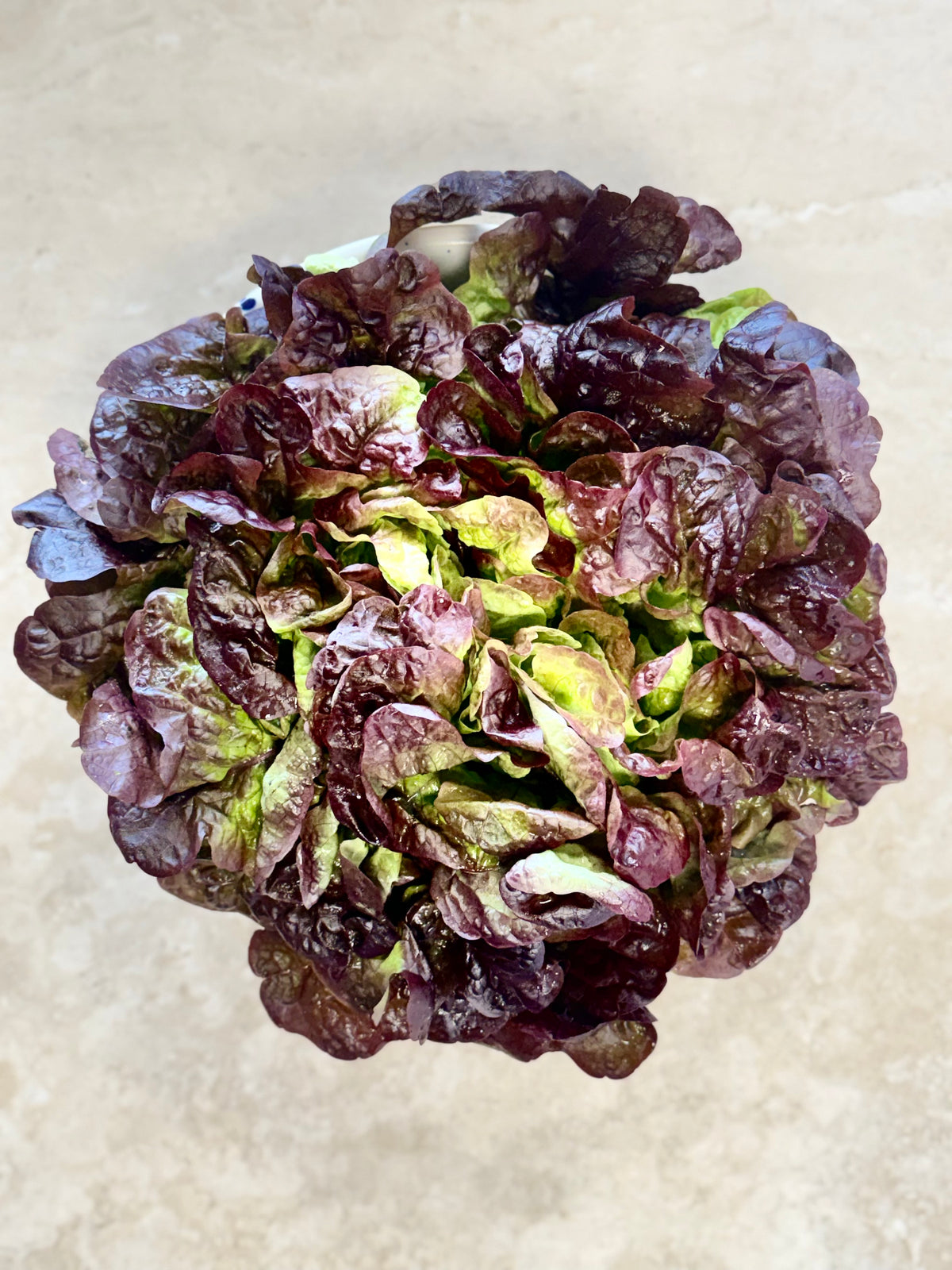 Salade Feuille de Chêne rouge