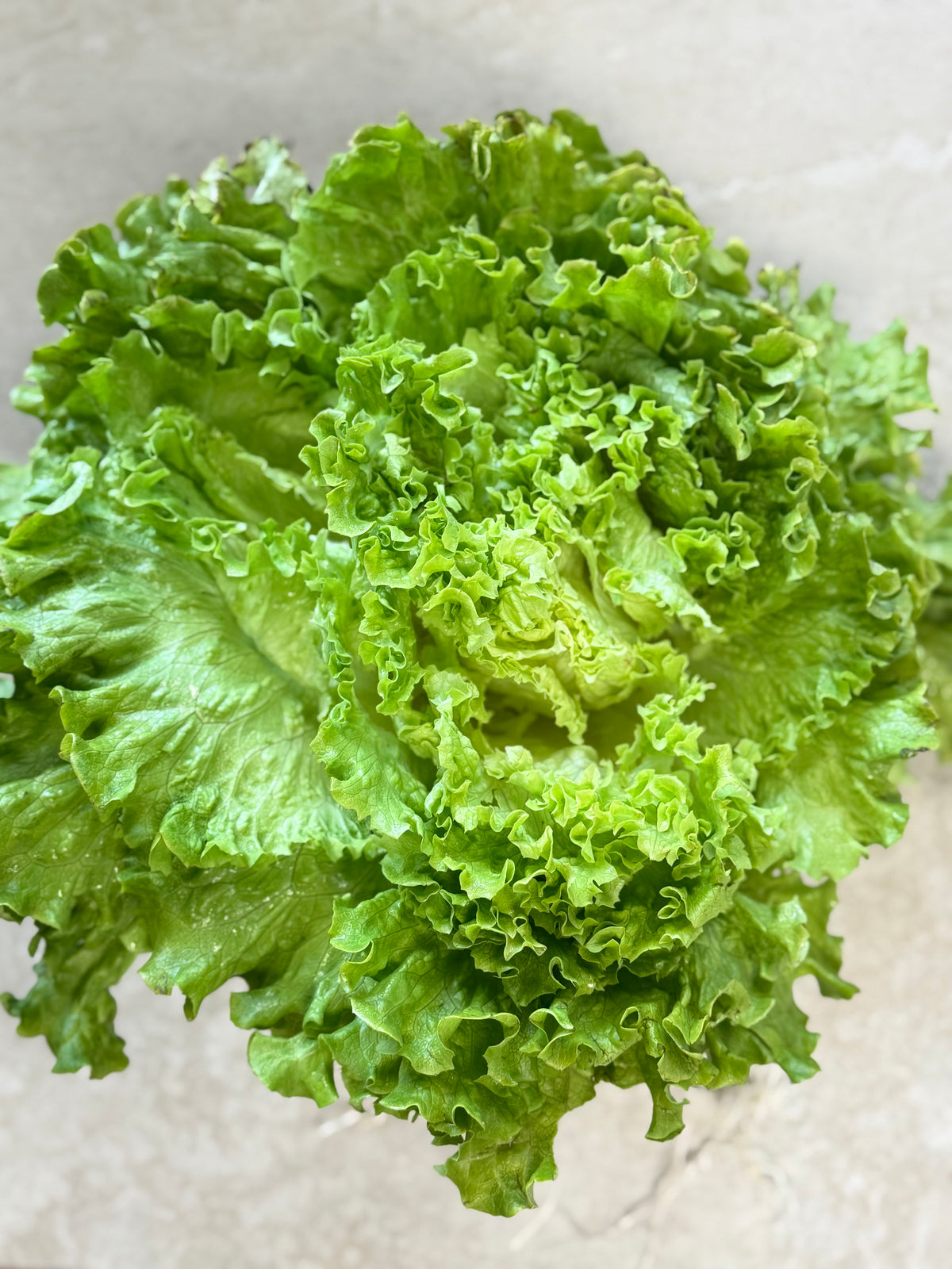 Salade Batavia